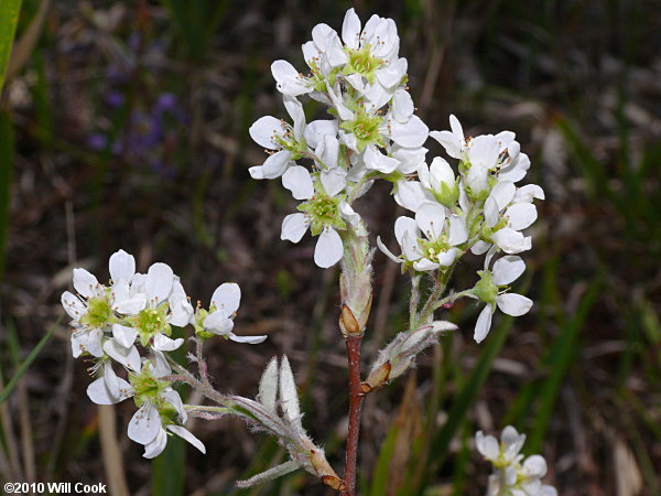 Coastal Plain Serviceberry (Amelanchier obovalis)