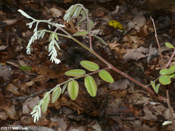 Piedmont Indigo-bush (Amorpha schwerinii)