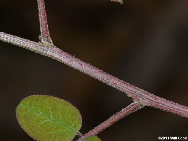 Piedmont Indigo-bush (Amorpha schwerinii)