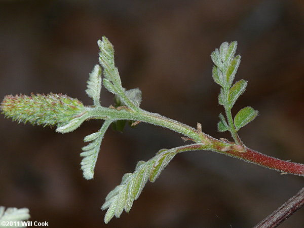 Piedmont Indigo-bush (Amorpha schwerinii)