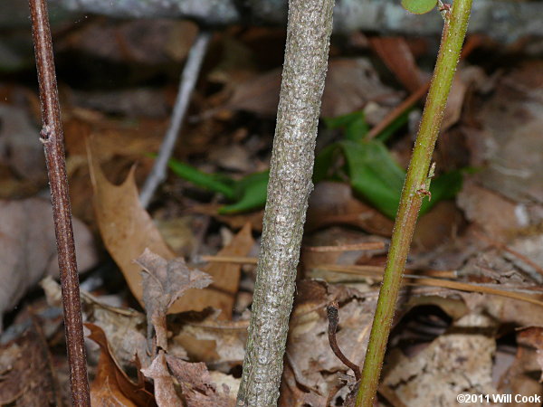 Piedmont Indigo-bush (Amorpha schwerinii)