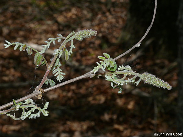Piedmont Indigo-bush (Amorpha schwerinii)