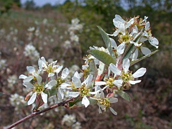 Coastal Plain Serviceberry (Amelanchier canadensis)