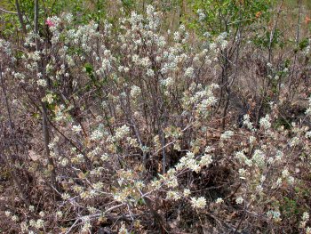 Coastal Plain Serviceberry (Amelanchier canadensis)