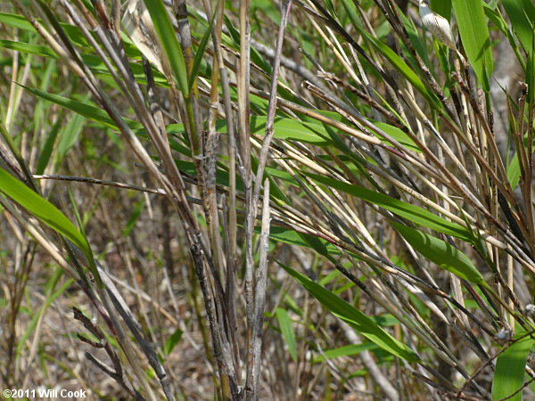 Hill Cane (Arundinaria appalachiana)