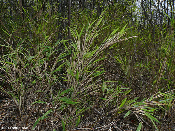 Hill Cane (Arundinaria appalachiana)