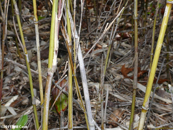 Hill Cane (Arundinaria appalachiana)