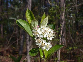 Red Chokeberry (Aronia arbutifolia)