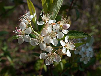 Red Chokeberry (Aronia arbutifolia)