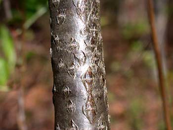 Red Chokeberry (Aronia arbutifolia)