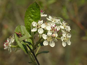 Red Chokeberry (Aronia arbutifolia)