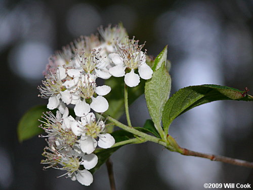 Red Chokeberry (Aronia arbutifolia) flowers