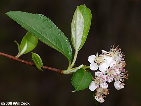 Red Chokeberry (Aronia arbutifolia) flowers