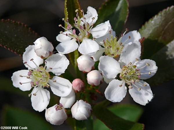 Red Chokeberry (Aronia arbutifolia) flowers