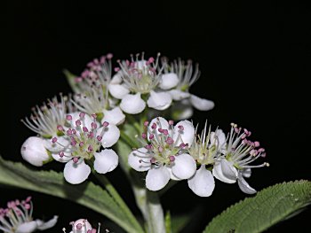 Red Chokeberry (Aronia arbutifolia)