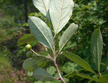 Red Chokeberry (Aronia arbutifolia)