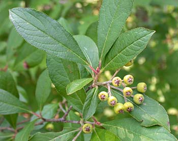 Red Chokeberry (Aronia arbutifolia)