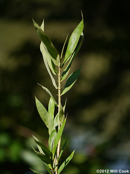 Giant Cane (Arundinaria gigantea)