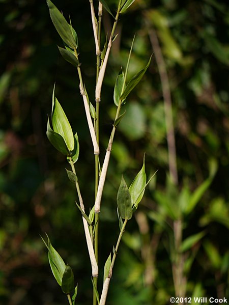 Giant Cane (Arundinaria gigantea)