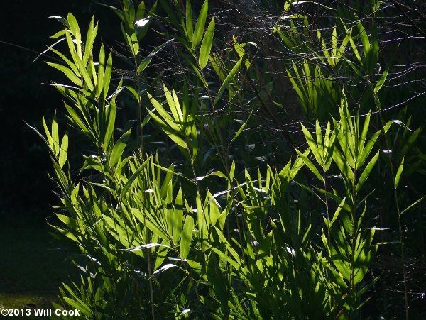 Giant Cane (Arundinaria gigantea)