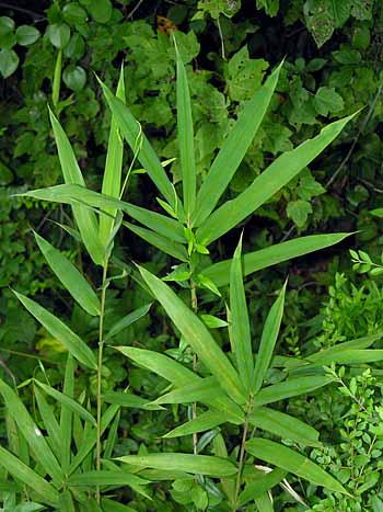 Giant Cane (Arundinaria gigantea)