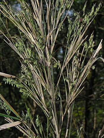 Giant Cane (Arundinaria gigantea) flowers