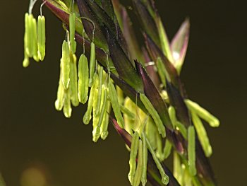 Giant Cane (Arundinaria gigantea) flowers