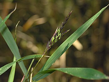 Giant Cane (Arundinaria gigantea) flowers