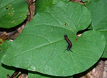 Pipevine (Isotrema macrophyllum)