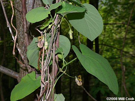 Pipevine (Isotrema macrophyllum) vine