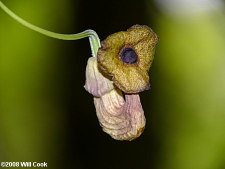 Pipevine (Isotrema macrophyllum) flower