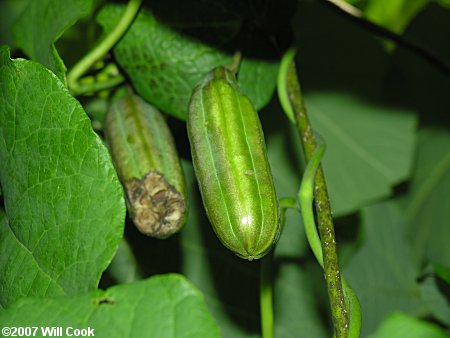 Pipevine (Isotrema macrophyllum)