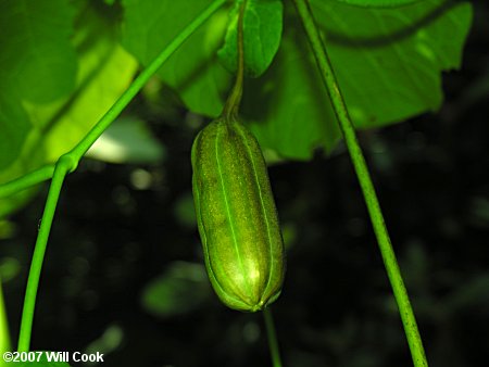 Pipevine (Isotrema macrophyllum)