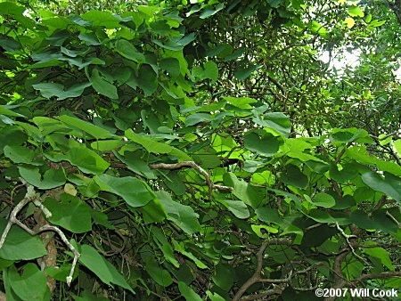 Pipevine (Isotrema macrophyllum)