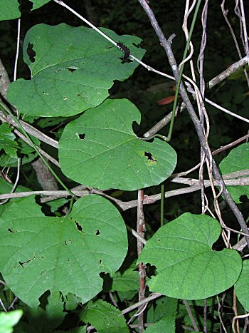 Pipevine (Isotrema macrophyllum)