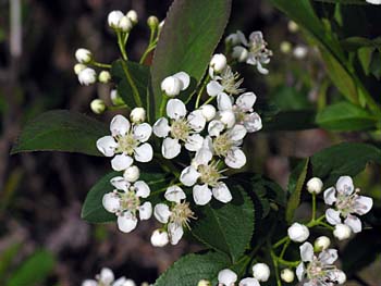 Black Chokeberry (Aronia melanocarpa)