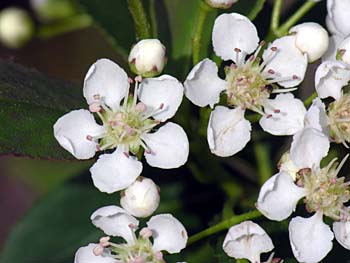 Black Chokeberry (Aronia melanocarpa)