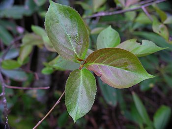 Black Chokeberry (Aronia melanocarpa)