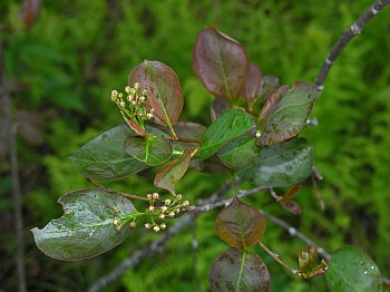 Black Chokeberry (Aronia melanocarpa)