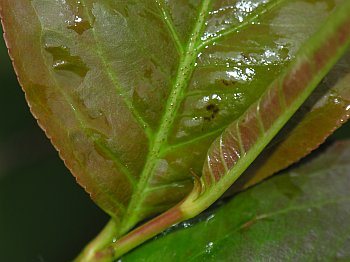 Black Chokeberry (Aronia melanocarpa)