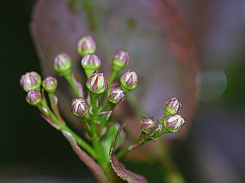 Black Chokeberry (Aronia melanocarpa)