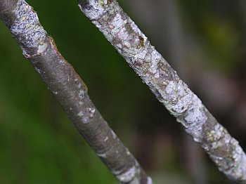 Black Chokeberry (Aronia melanocarpa)