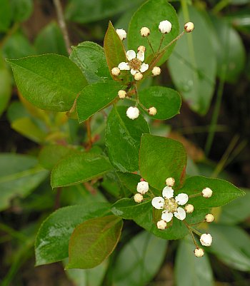 Purple Chokeberry (Aronia prunifolia)