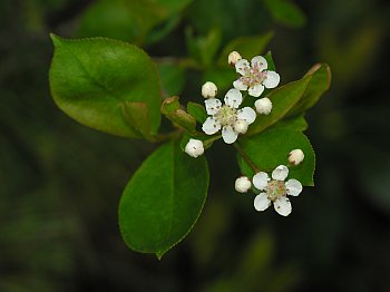 Purple Chokeberry (Aronia prunifolia)