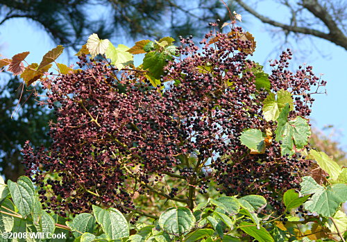 Devil's-walkingstick (Aralia spinosa) fruit