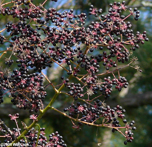 Devil's-walkingstick (Aralia spinosa) fruit