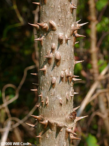 Devil's-walkingstick (Aralia spinosa) bark