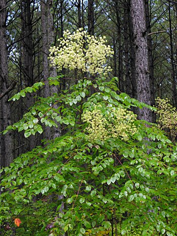 Devil's-walkingstick (Aralia spinosa)