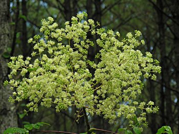 Devil's-walkingstick (Aralia spinosa)