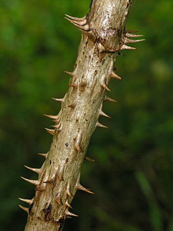 Devil's-walkingstick (Aralia spinosa)